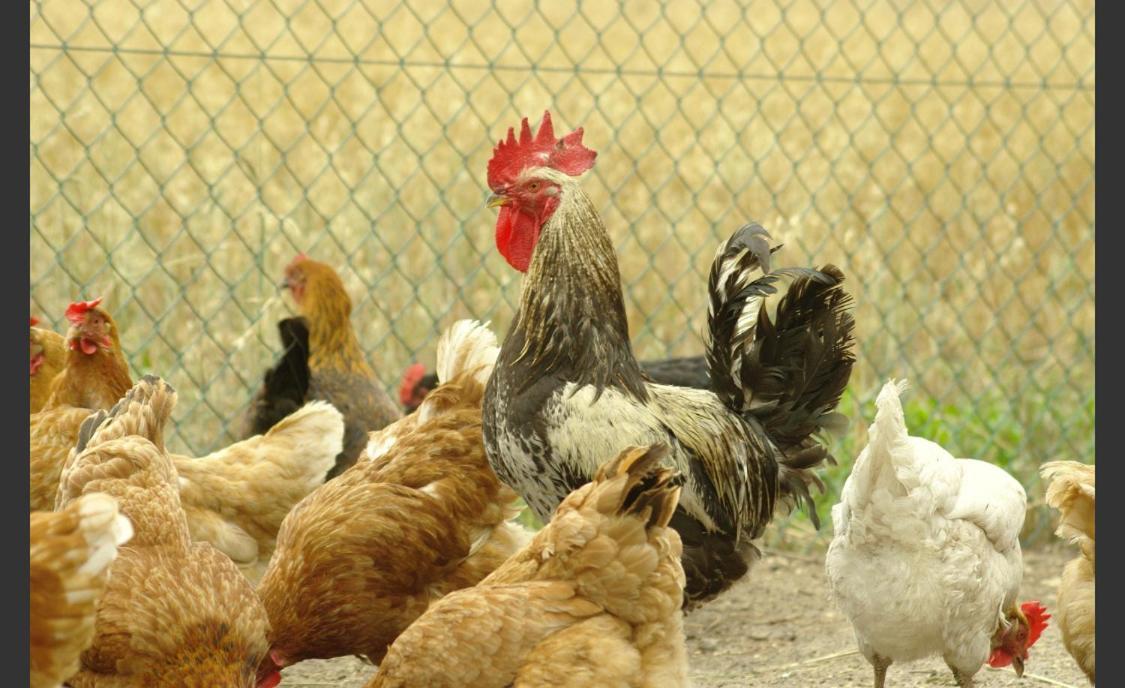 Pokoje Goscinne Pod Jabloniami Ujście-Darłowskie Екстериор снимка